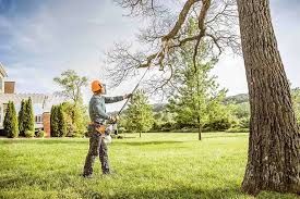 Annapolis Neck, MD Tree Removal and Landscaping Services Company